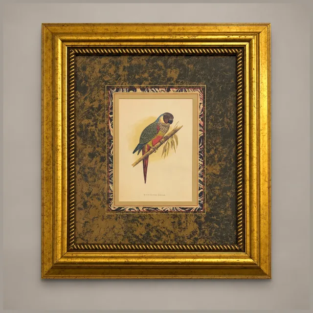White ear Conure Print