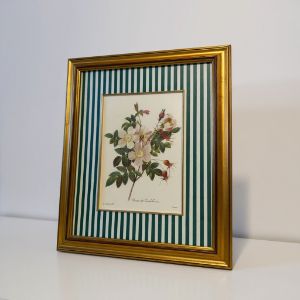Framed botanical print P. J. Redouté Rosier de Candolle